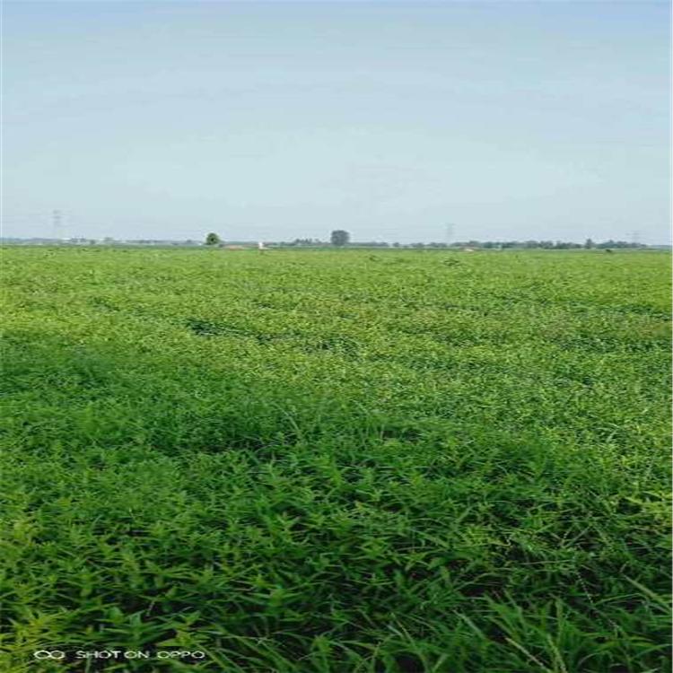 千屈菜育苗 千屈菜基地 千屈菜水生宿根花卉苗木