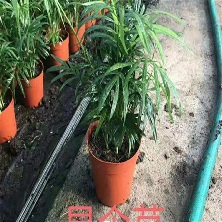 旱伞草   旱伞草采购幼苗 基地供应