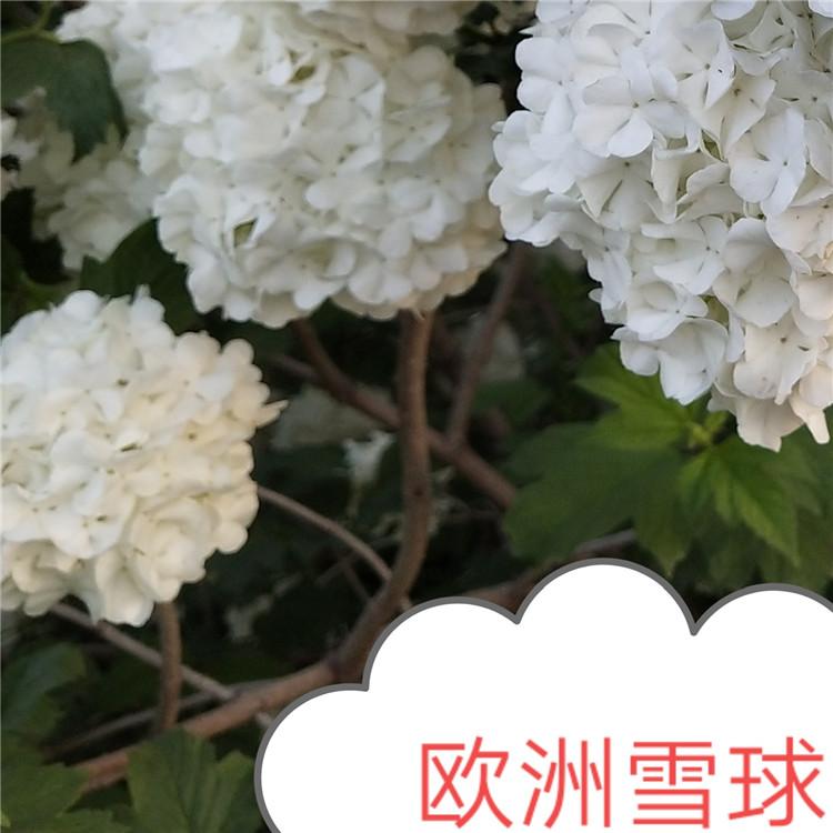 欧洲雪球 荚蒾苗圃