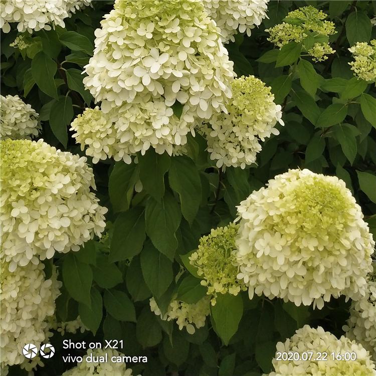 生态供应圆锥绣球 庭院别墅小区公园开花观赏植物