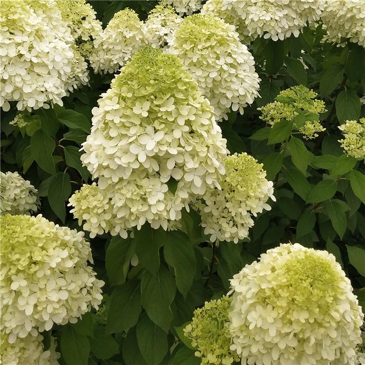 绣球 无尽夏系列和圆锥绣球系列是新枝条开花 多修剪开花多