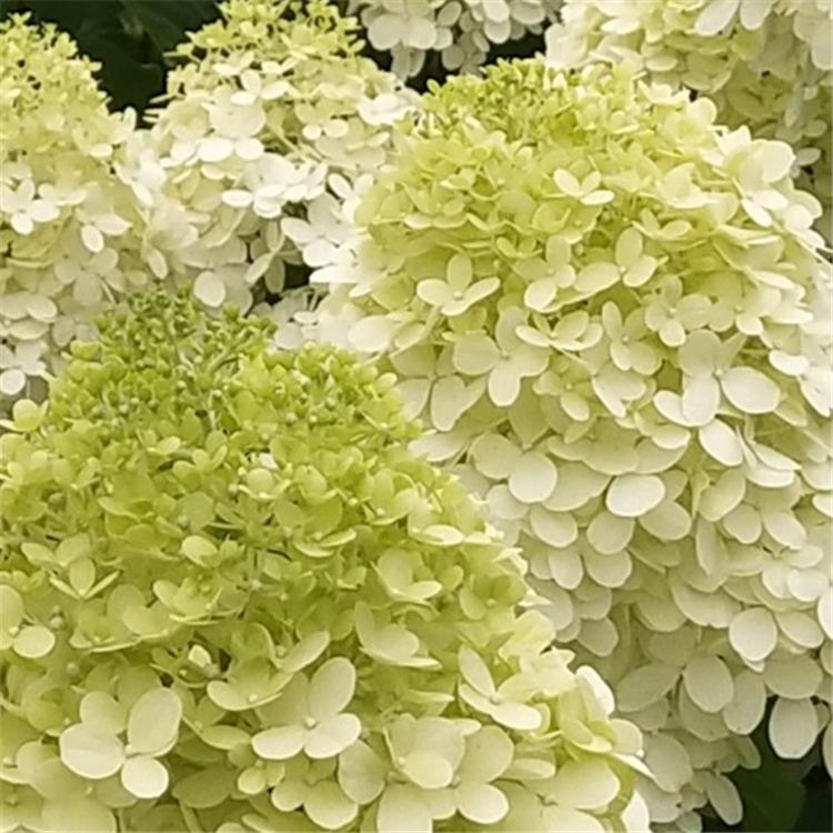 绣球无尽夏产地 无尽夏绣球圆锥绣球