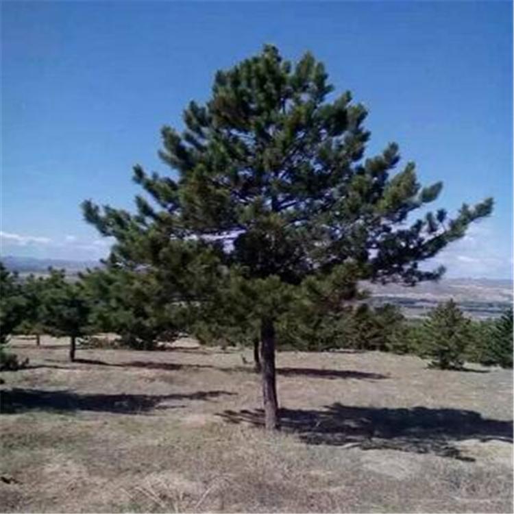 基地种植 造型油松 油松小苗 规格齐全 大量供应 存活率高