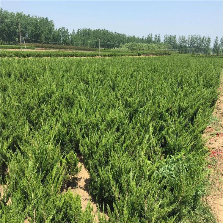 张家口 龙柏苗侧柏苗 龙柏苗成活率高 长期出售