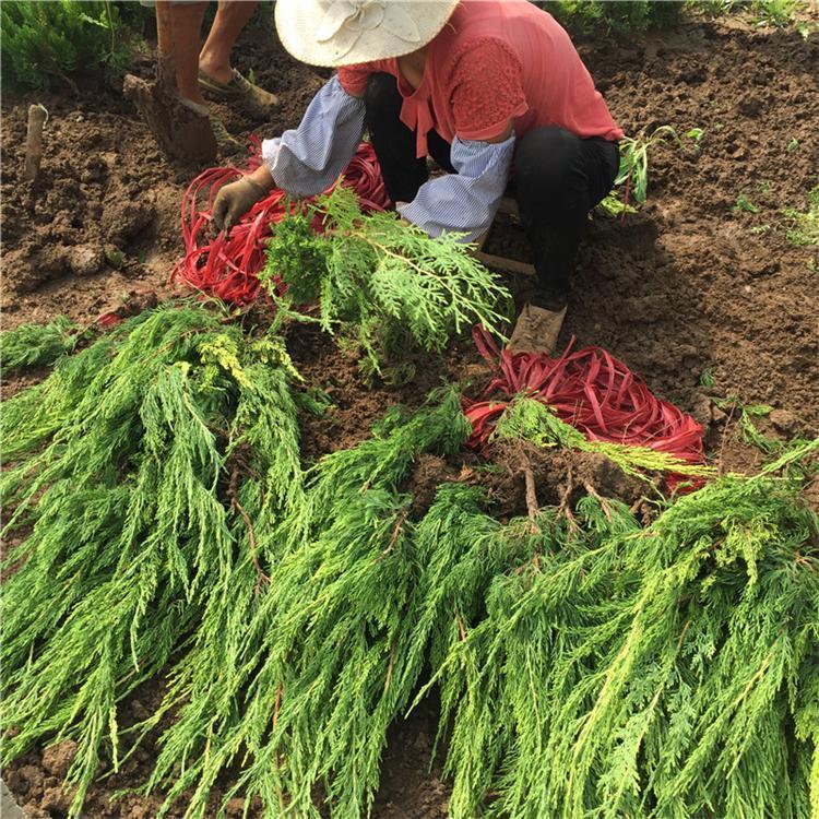 张家口 荒山造林侧柏苗 大量供应 自有基地种植供应