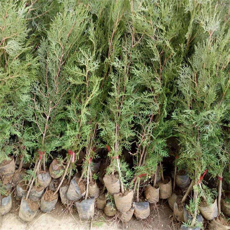 80公分侧柏苗基地现挖 60公分侧柏苗成活率高 长期销售