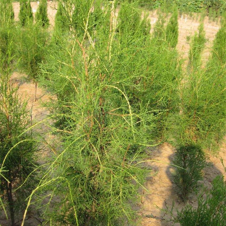 嫁接龙柏 绿篱用苗小龙柏 带土球侧柏苗批发 城市道路绿化绿植