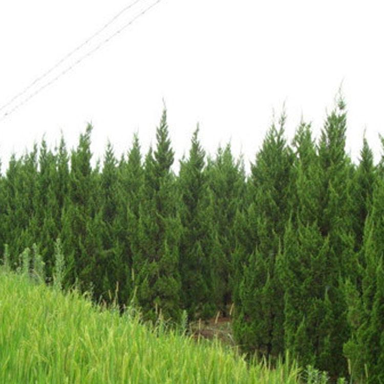 大量出售侧柏苗价格便宜 侧柏苗规格尺寸齐全山东苗木种植基地直发