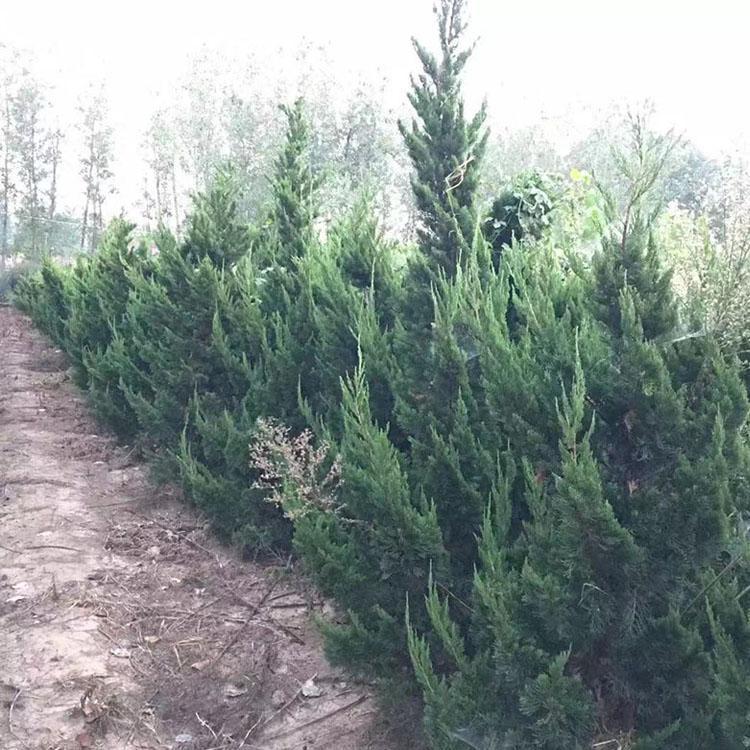 批发优质侧柏苗 侧柏树苗 规格齐全 四季常青工程绿化苗