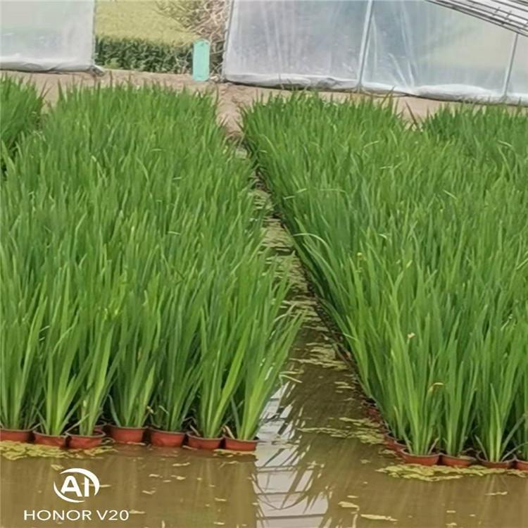 盆栽黄菖蒲 黄菖蒲厂家直销