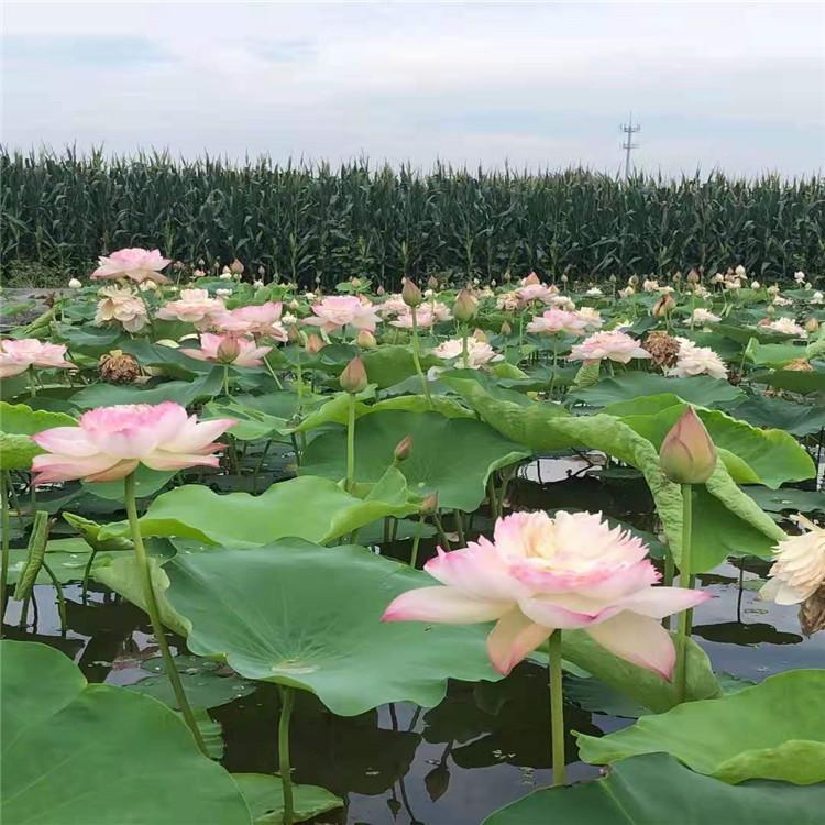 水生荷花幼苗價格 基地直供荷花幼苗 荷花批發