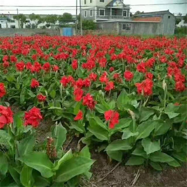 水生美人蕉 水生美人蕉厂家直销