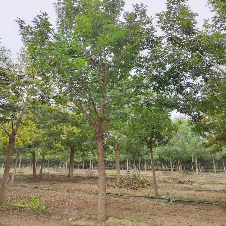 白蜡 济宁小叶白蜡树形优美  规格齐全  现货供应   量大