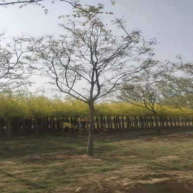 北栾 行道树栾树 15公分北栾 行道绿化栾树 圃森现货出售