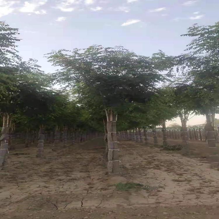 香花槐 嫁接香花槐价格 香花槐苗圃基地 规格齐全