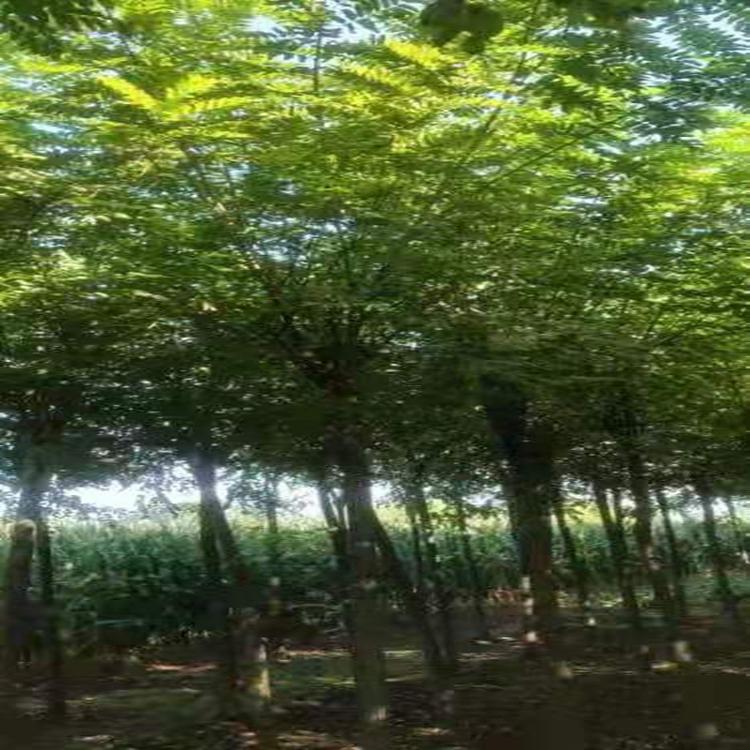 嫁接香花槐优质香花槐价格河北正宗香花槐厂家