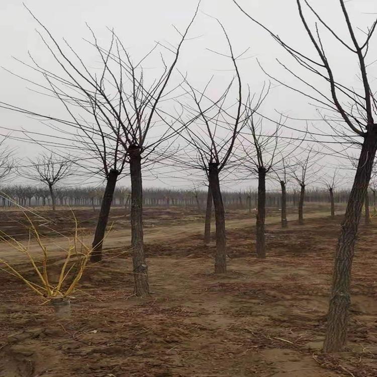 刺槐价格 刺槐基地 刺槐批发 刺槐苗圃