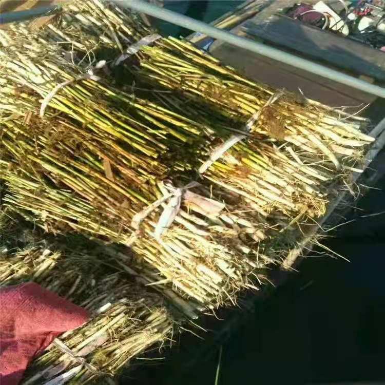 芦苇苗 绿化芦苇苗 净化水质 芦苇根 柴根