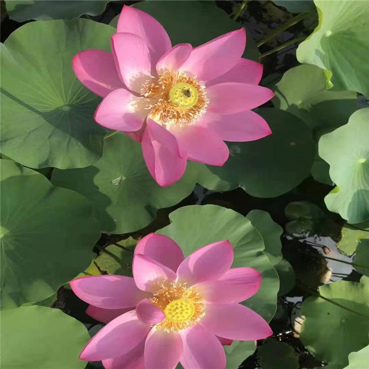 荷花苗 精品荷花苗 观赏荷花苗批发 碧荣园林