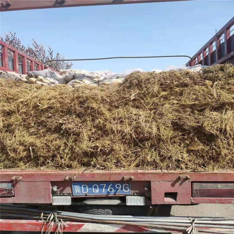 芦苇苗 芦苇基地 水体绿化苗 水生植物批发