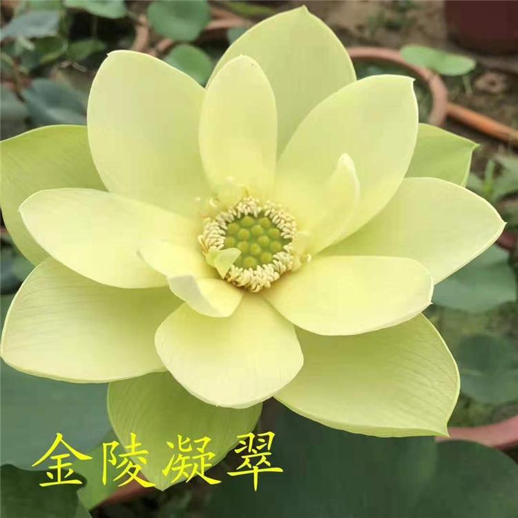 荷花苗批发 水生植物种植基地 优质荷花苗订购