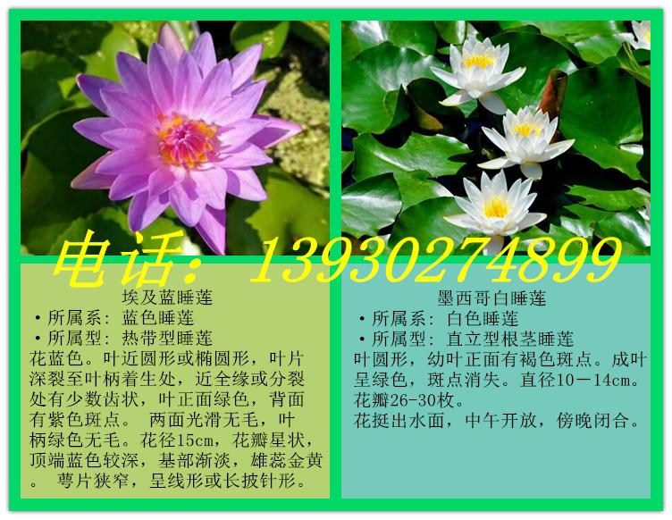 睡莲苗种植厂家