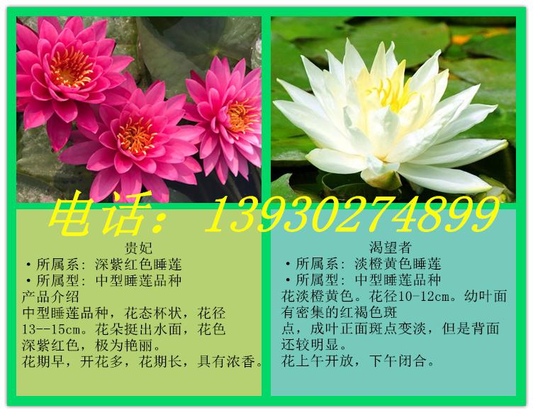 睡莲苗种植厂家