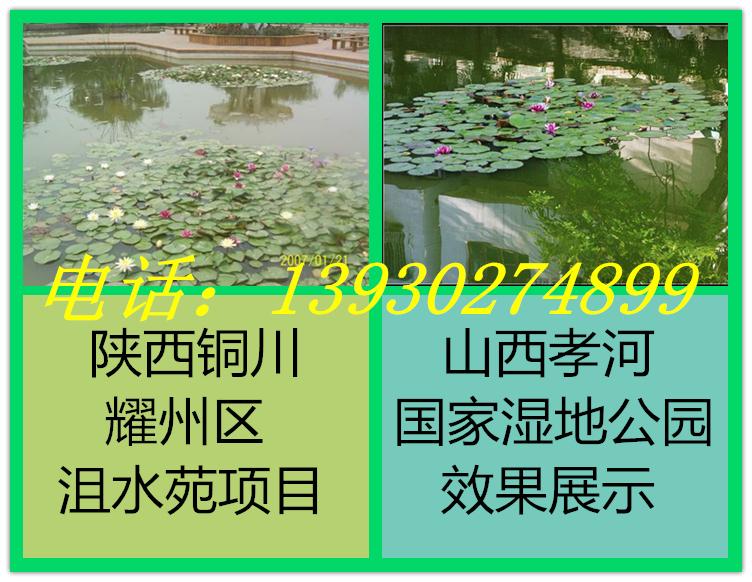 睡莲苗种植厂家