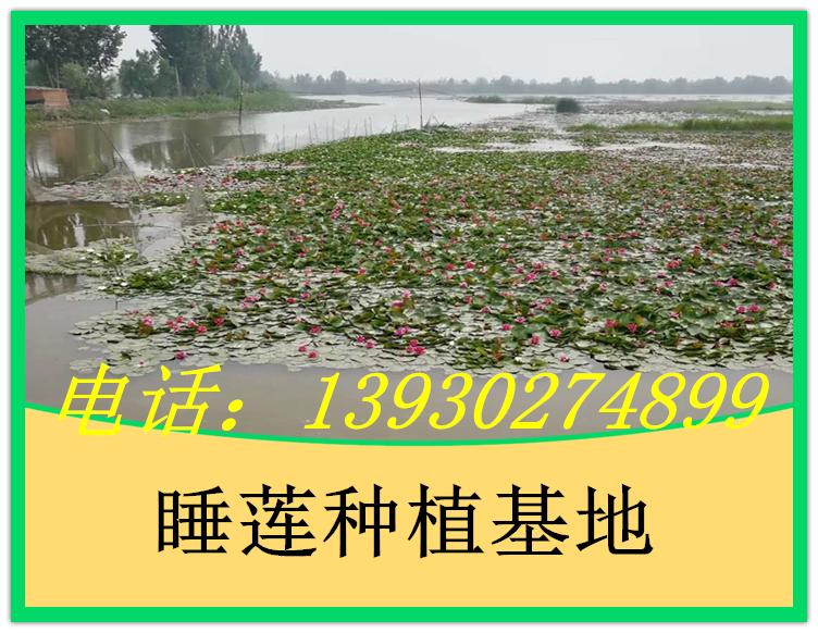 睡莲苗种植厂家
