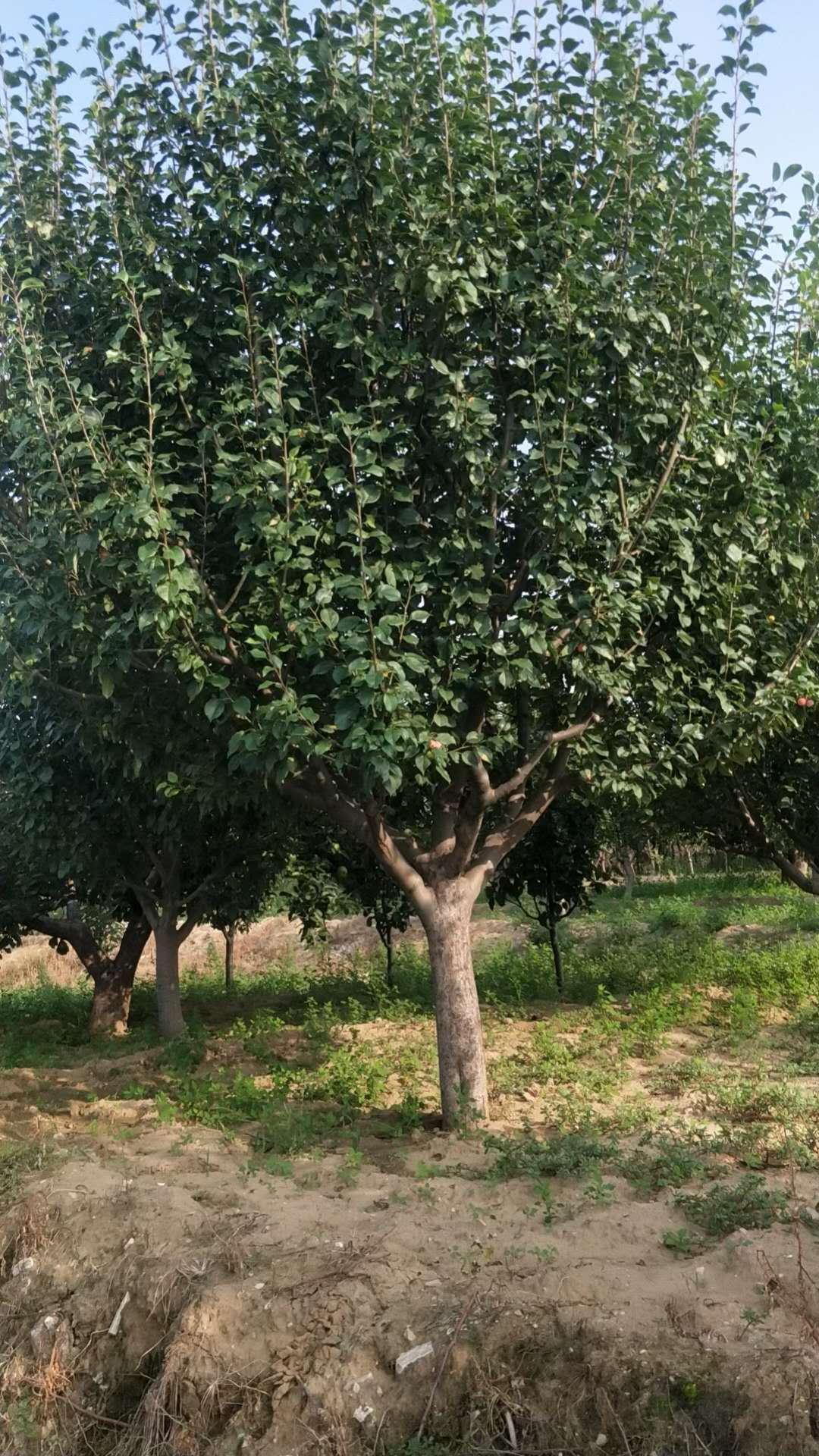 冀鑫果海棠树苗木基地 详情可咨询