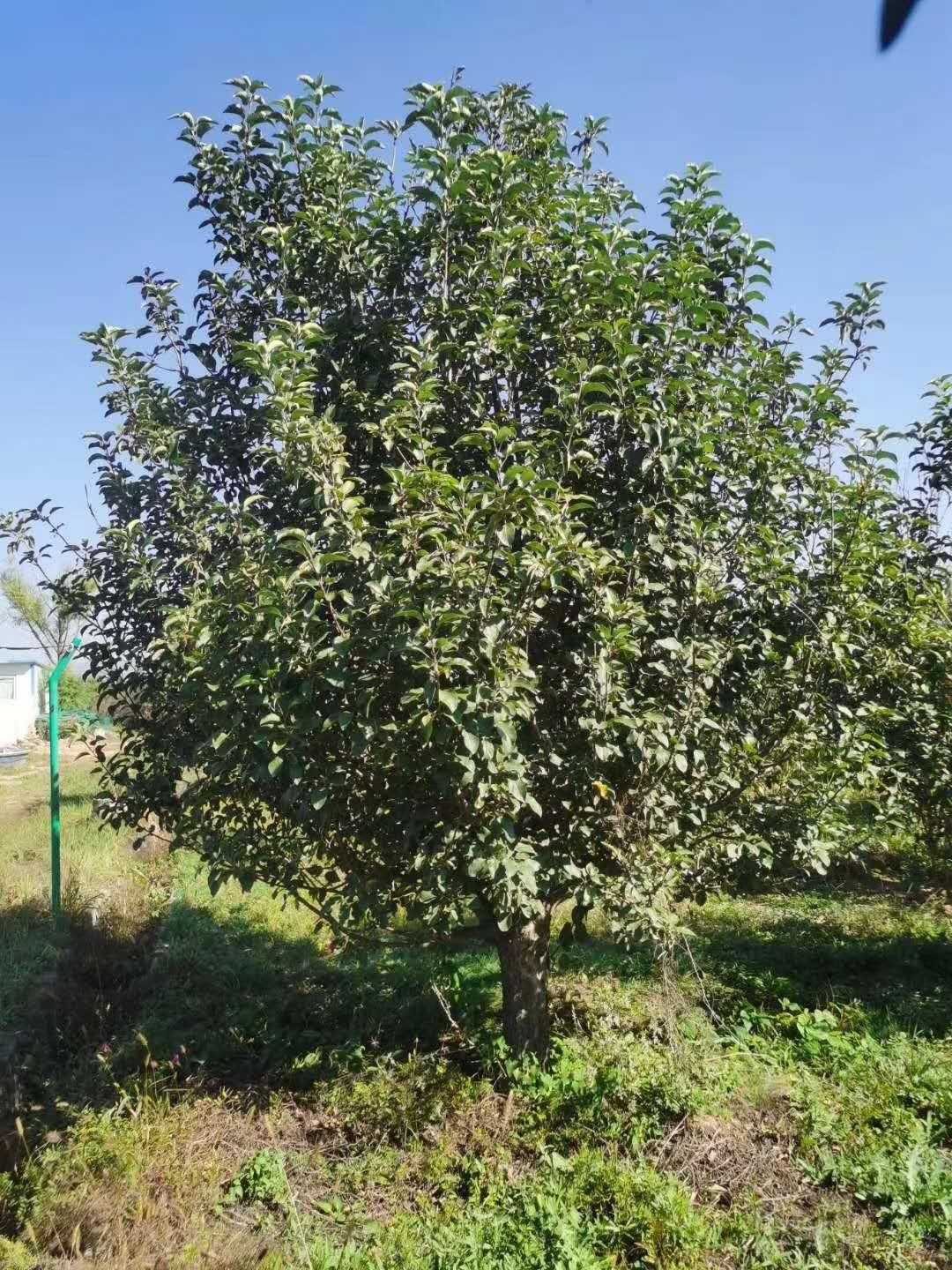 张家口冀鑫上京红海棠树种植基地