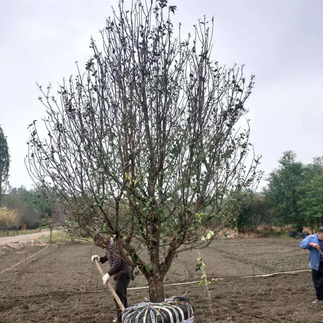 冀鑫果海棠树苗木种植基地 批发价格