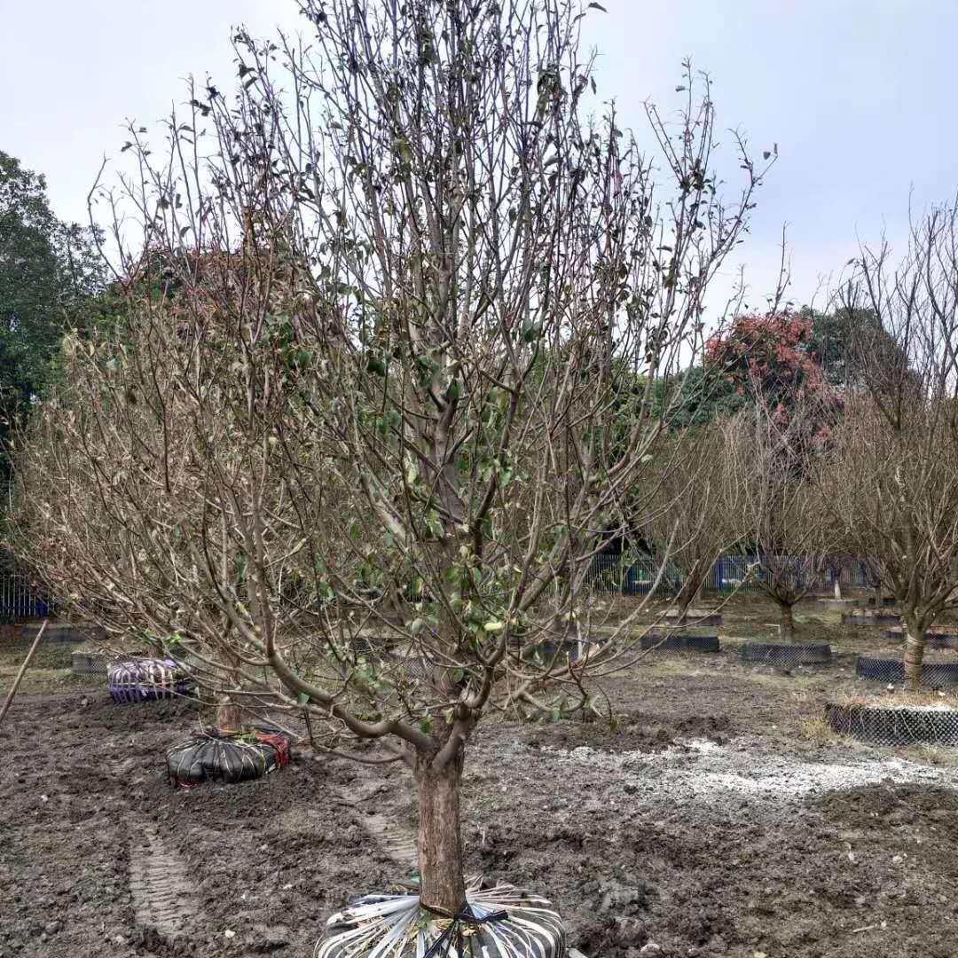 张家口冀鑫上京红海棠树苗 量大从优
