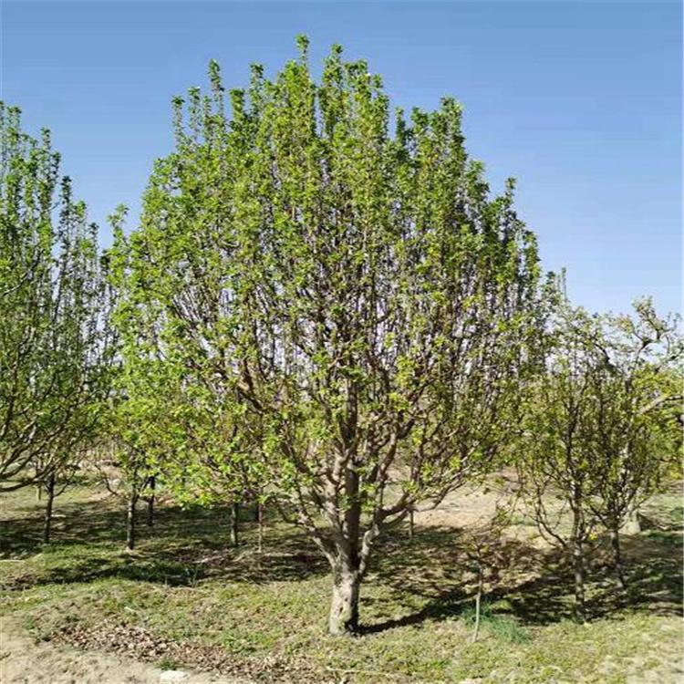 八棱海棠苗 品种纯正 存活率高 海棠工程苗木 厂家直销 