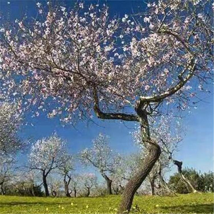 张家口 山杏树种植 基地批发 量大从优 长期出售
