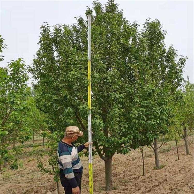 八棱海棠苗 出售嫁接海棠小苗 现挖现卖基地批发 欢迎洽谈