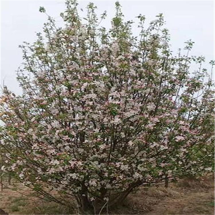 张家口 山杏树苗木批发 耐寒耐旱 价格优惠 货源充足