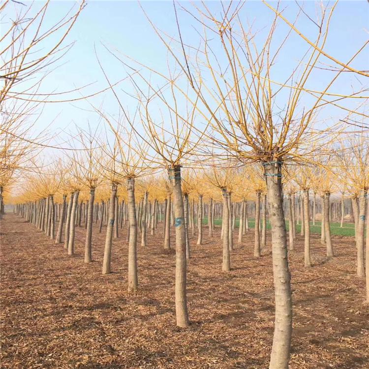 金枝槐 金枝国槐 金枝槐小苗 金枝槐批发 绿化苗木