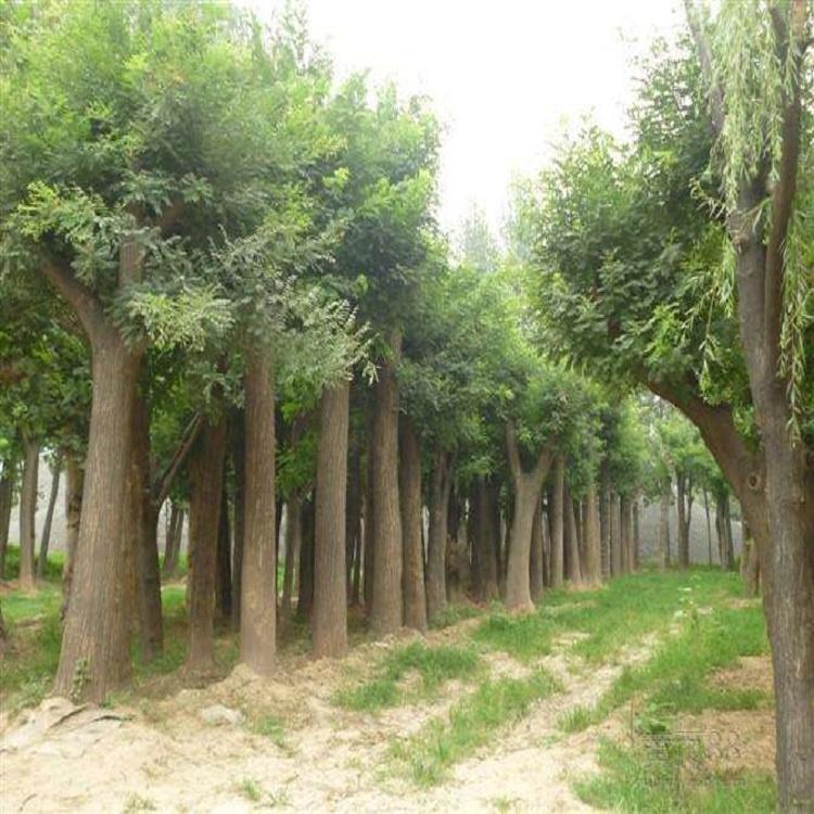 国槐价格 国槐基地  千树园国槐基地
