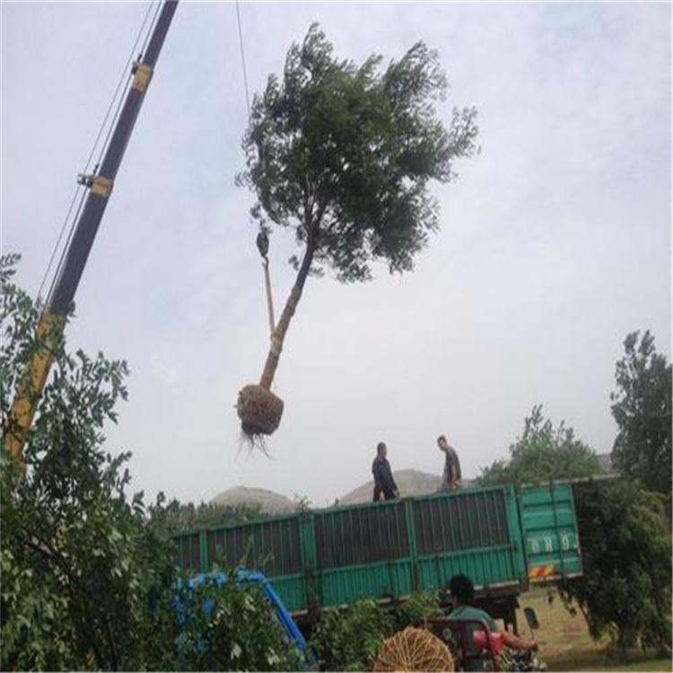 国槐绿化行道树苗 景观绿化国槐 大金叶国槐苗木 产地直发