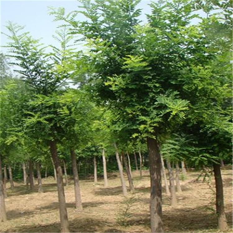 长期出售国槐树苗 绿化苗木造型国槐 10公分国槐