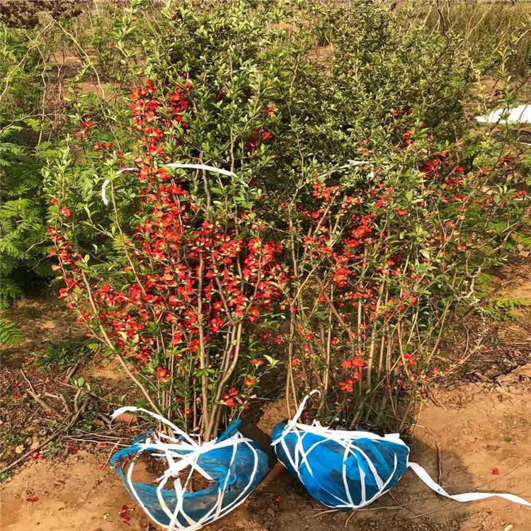 贴梗海棠 皱皮木瓜  海棠树苗批发 