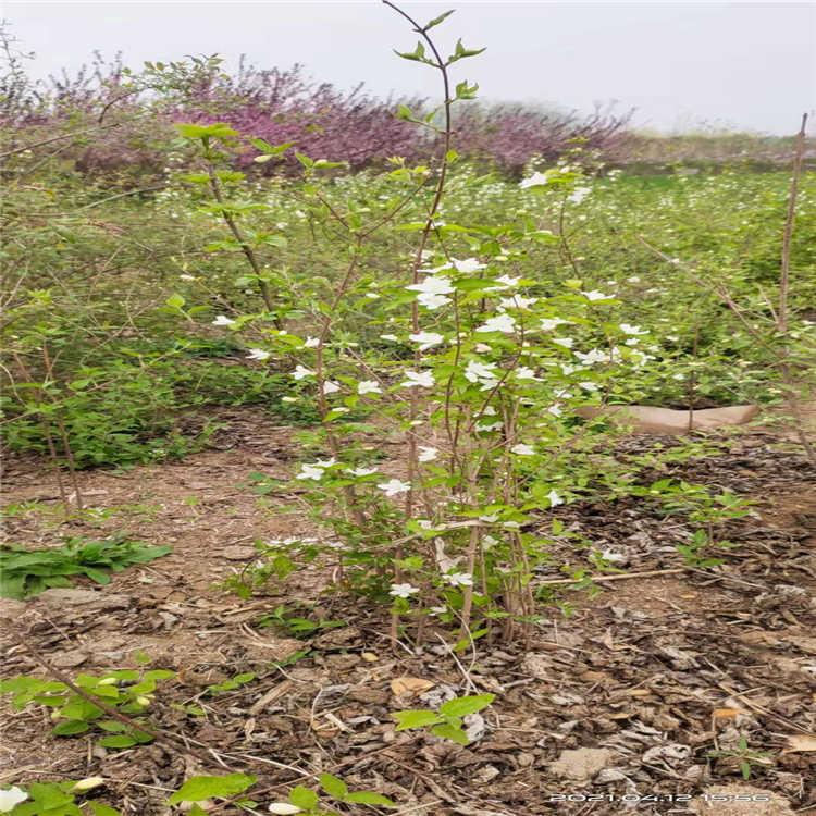 优质大花溲疏苗批发