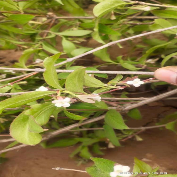 六道木 降龙木  优质苗木批发