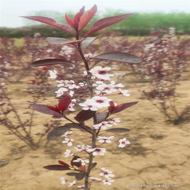 紫叶矮樱   优质苗木厂家