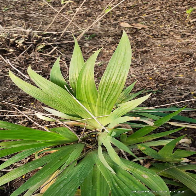 蓝花鸢尾  绿色用蓝花鸢尾