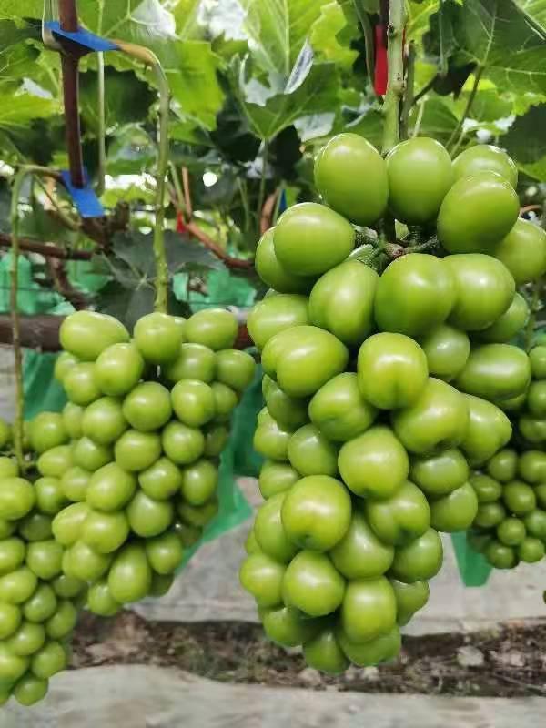 博凯苗木  常年供应5公分阳光玫瑰甜葡萄苗裸根苗长势速度快