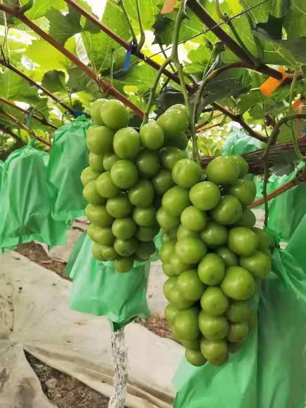 博凯苗木  常年供应10公分阳光玫瑰甜葡萄苗葡萄苗木长势速度快