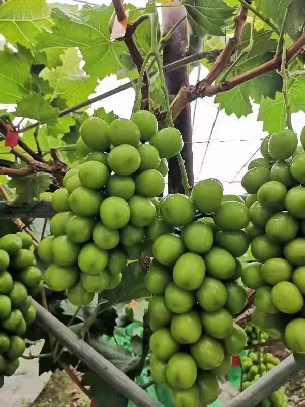 博凯苗木  常年供应5公分阳光玫瑰甜葡萄苗裸根苗长势速度快