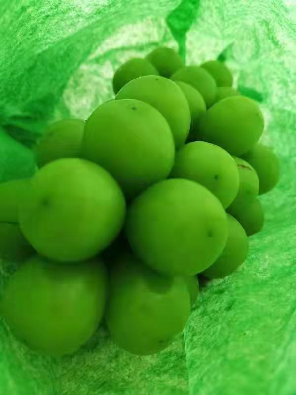 博凯苗木  大量供应一年阳光玫瑰葡萄苗扦插容器苗无病害好成活